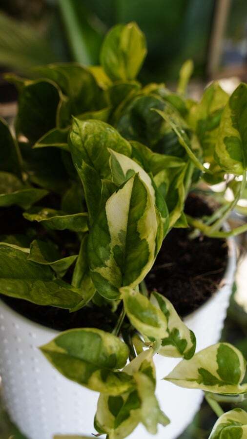 Lemon Meringue Pothos Famous In Oregon