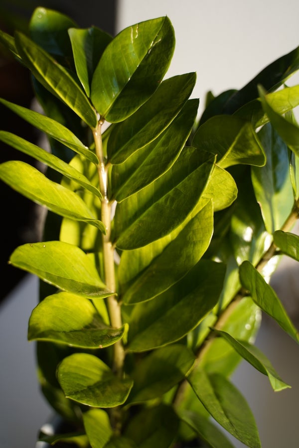 ZZ Plant | Famous In Oregon