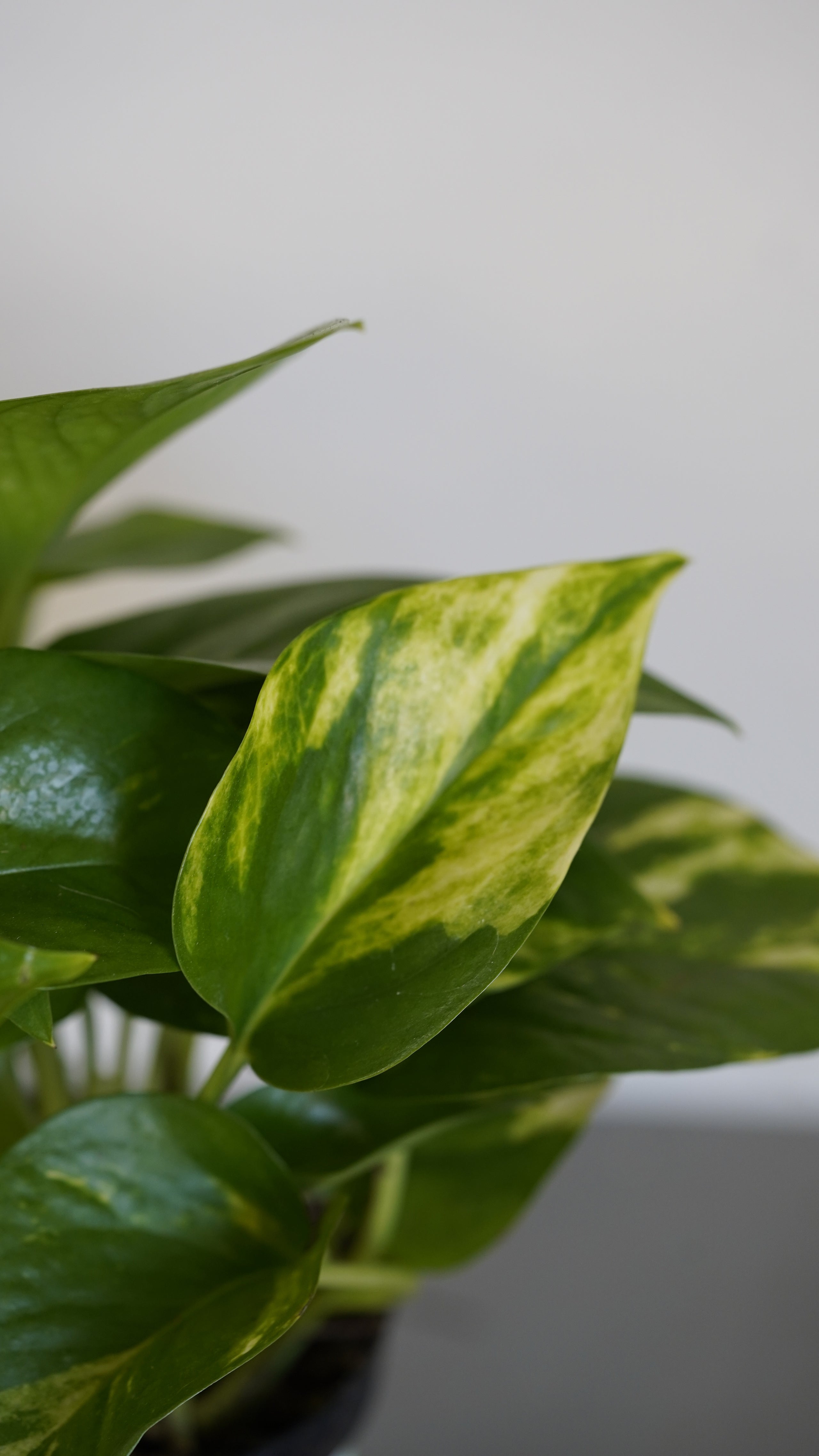 Pothos Golden Famous In Oregon pothos-golden-famous-in-oregon