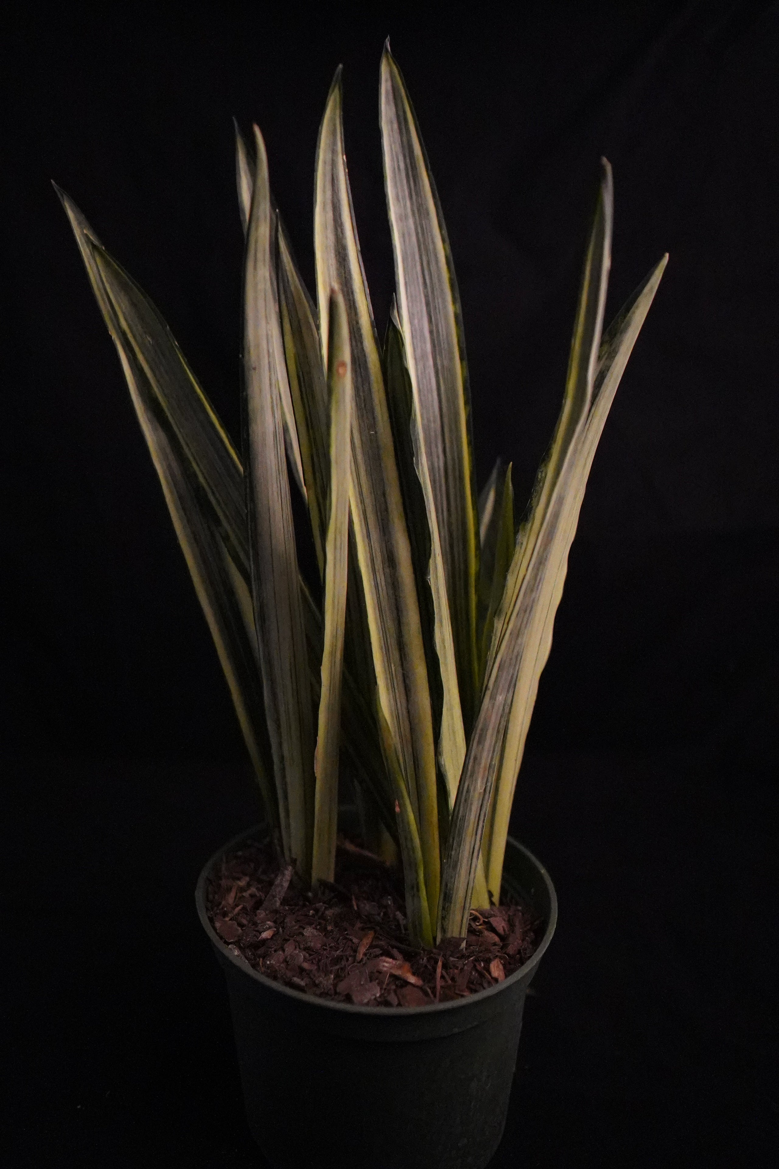 1. Majestic Sansevieria Bantel's Sensation: A Statement For Any Abode