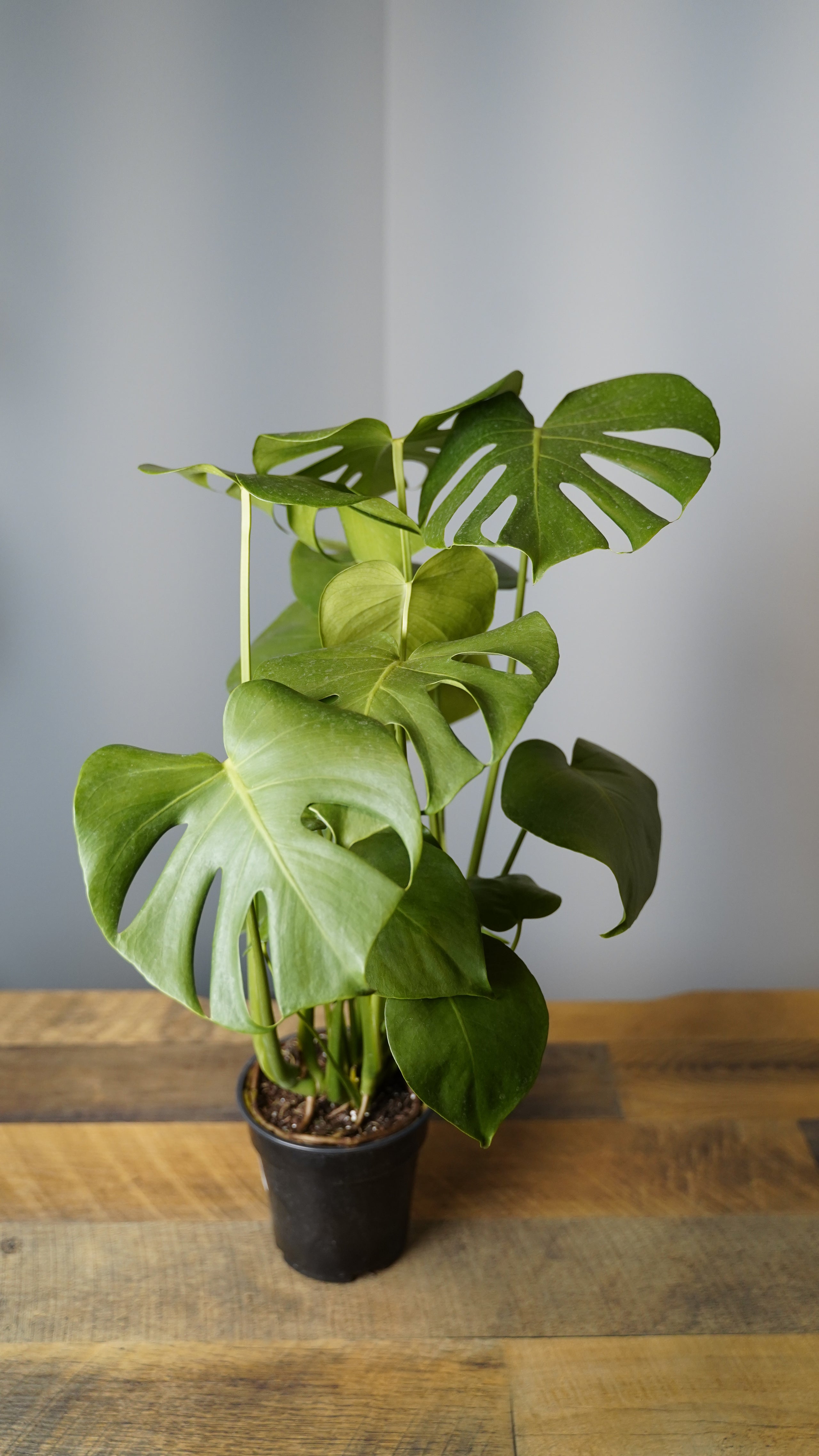 monstera-deliciosa-famous-in-oregon