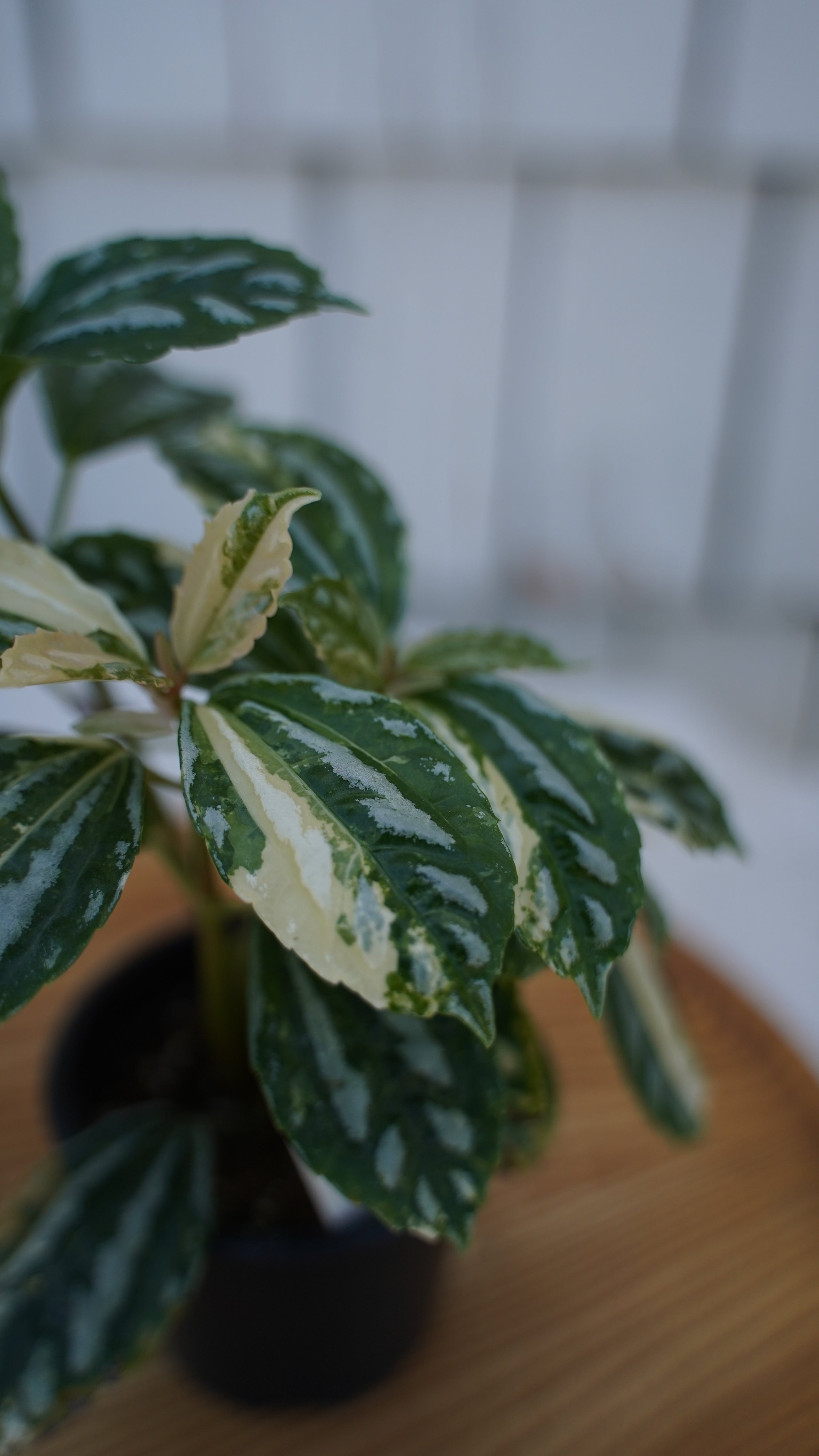 Pilea Cadierei Variegata | Famous In Oregon