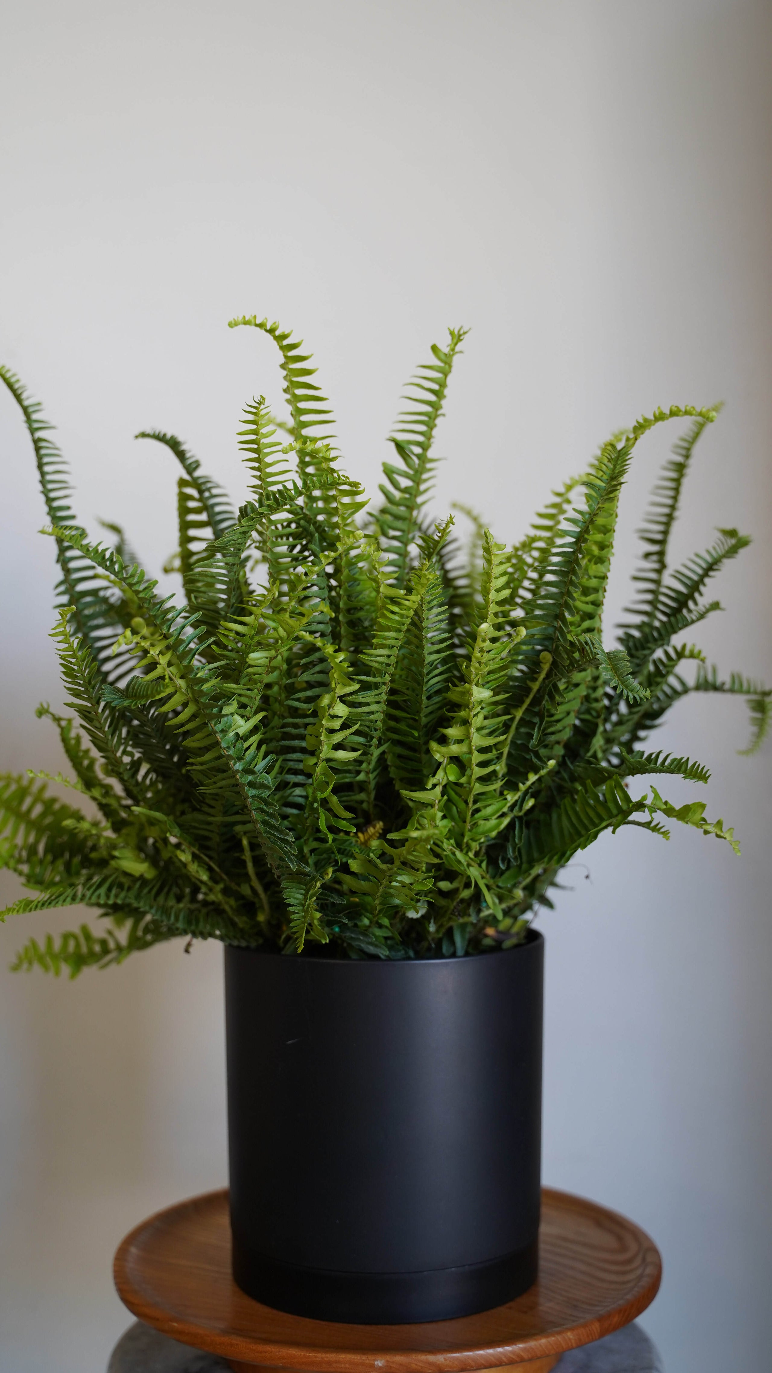 Kimberly Queen Fern from Famous in Oregon | Famous In Oregon