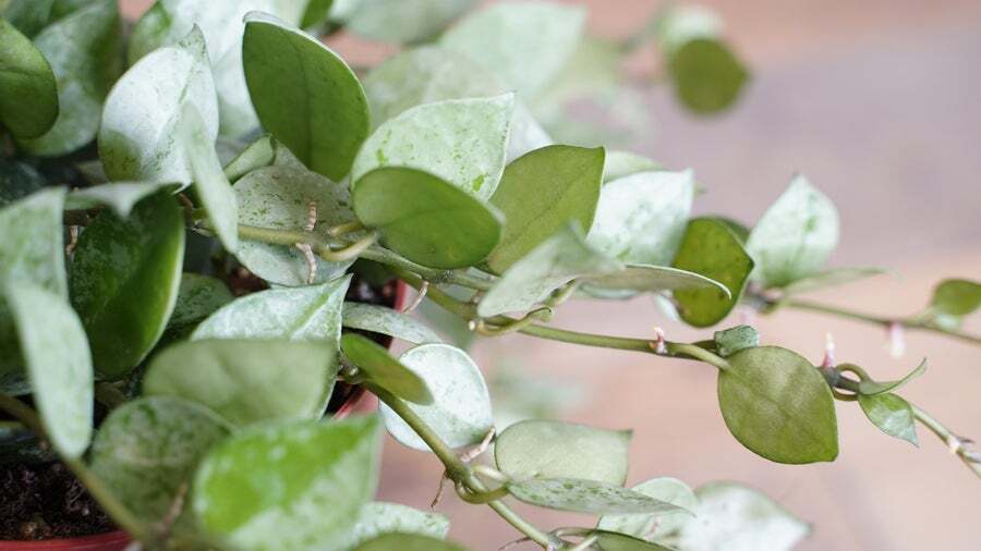hoya-krohniana-silver-famous-in-oregon