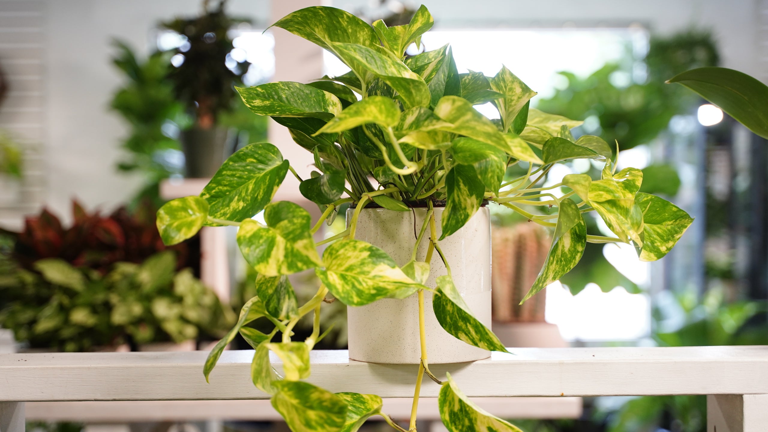 Churchill Pothos | Famous In Oregon