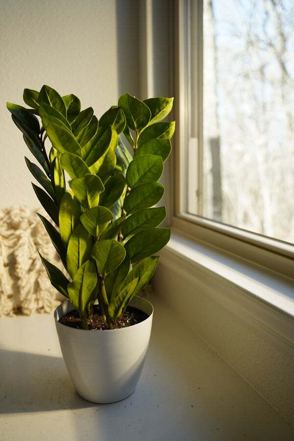 ZZ Plant | Famous In Oregon